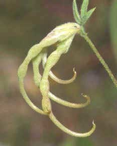 Seradella 'Aza'