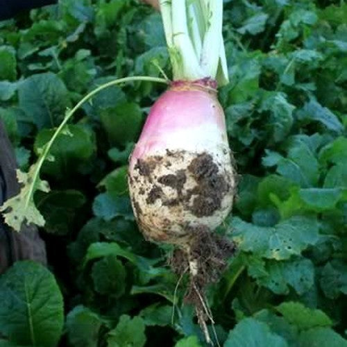 Turnip 'Samson'