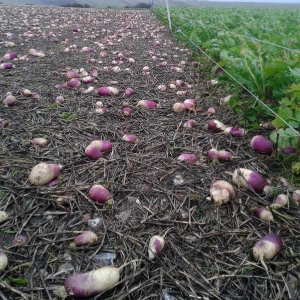 Turnip 'Samson'