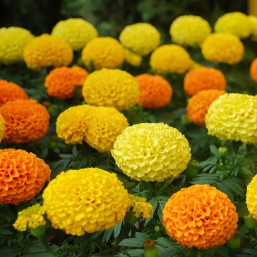 Tagetes 'Sunset Giants Mixed' / 'Hawaii' / 'Crackerjack Mixe'