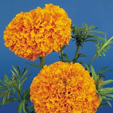 Tagetes 'Sunset Giants Mixed' / 'Hawaii' / 'Crackerjack Mixe'