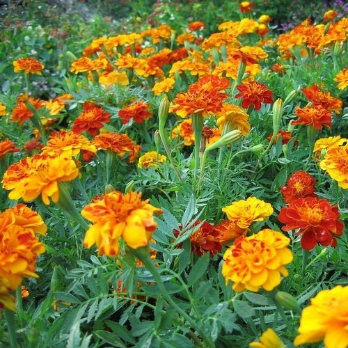 Tagetes 'Tall Nema Mixed'