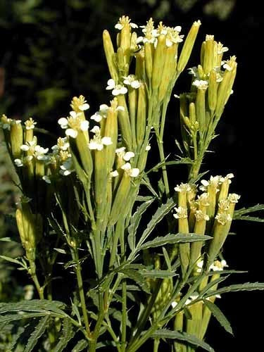Tagetes 'Huacatay Mint'