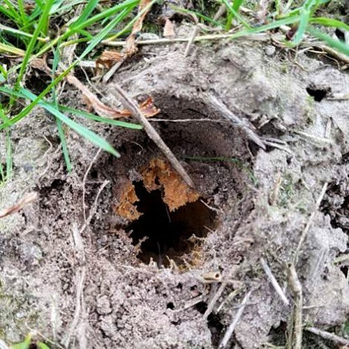 Tillage Rammenas 'Mino Early'