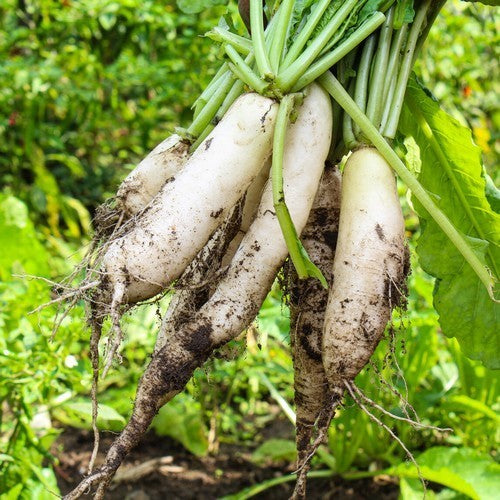 Tillage Rammenas 'Mino Early'