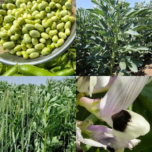 Veldbonen 'Toendra'
