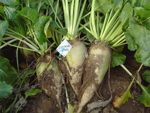Voederbieten 'Zentaur Poly' (Type corona) / 'Brigadier'