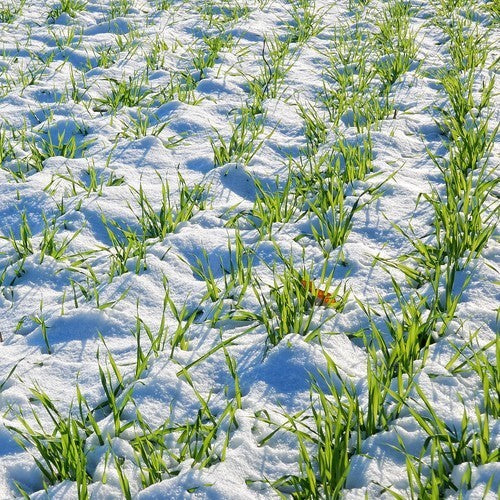 Winter wheat 'Jantarka' / 'Asory'