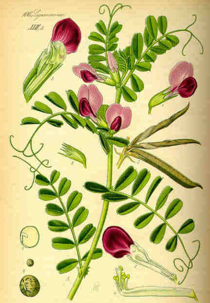 Voederwikken 'Ebena' / 'Prontivesa'