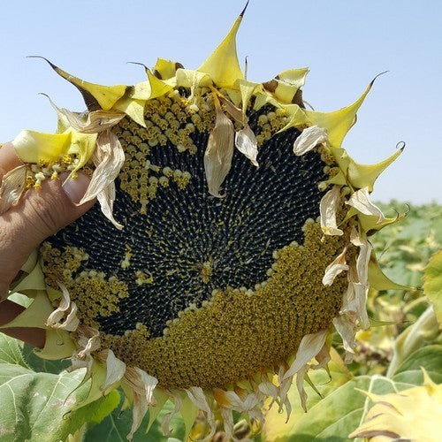 Sunflower 'Peredovick' / 'Iregi' / 'RGT Inovell' / 'RGT Buffal'