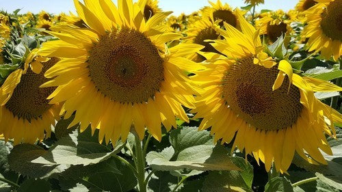 Sunflower 'Peredovick' / 'Iregi' / 'RGT Inovell' / 'RGT Buffal'