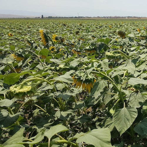 Sunflower 'Peredovick' / 'Iregi' / 'RGT Inovell' / 'RGT Buffal'