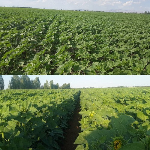 Sunflower 'Peredovick' / 'Iregi' / 'RGT Inovell' / 'RGT Buffal'