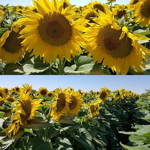 Sunflower 'Peredovick' / 'Iregi' / 'RGT Inovell' / 'RGT Buffal'