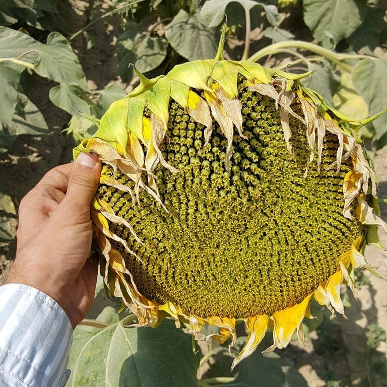 Sunflower 'Peredovick' / 'Iregi' / 'RGT Inovell' / 'RGT Buffal'