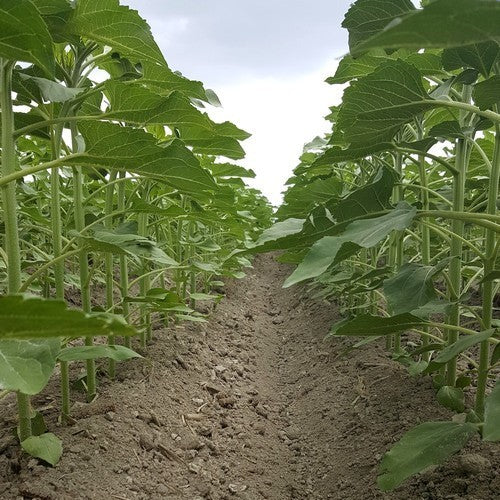 Sunflower 'Peredovick' / 'Iregi' / 'RGT Inovell' / 'RGT Buffal'
