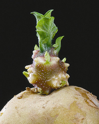 Potatoes 'Donald'