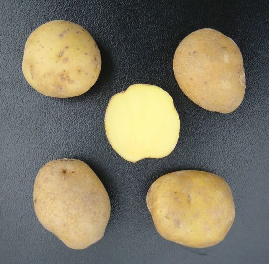 Aardappels 'Doré'