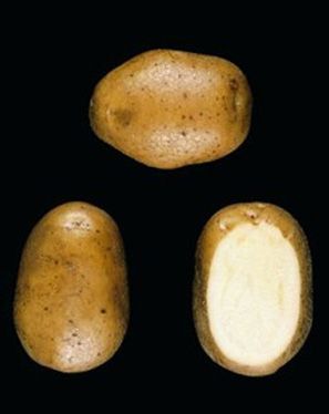 Aardappels 'Eersteling'