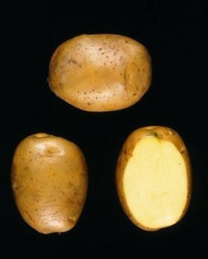 Aardappels 'Frieslander'