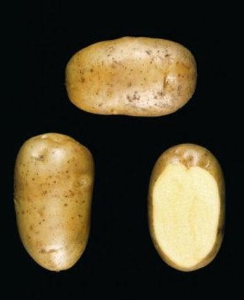 Potatoes 'Gloria'