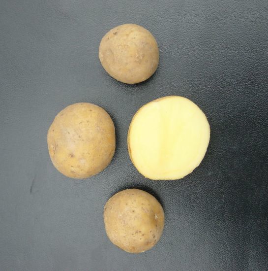 Aardappels 'Lekkerlander'