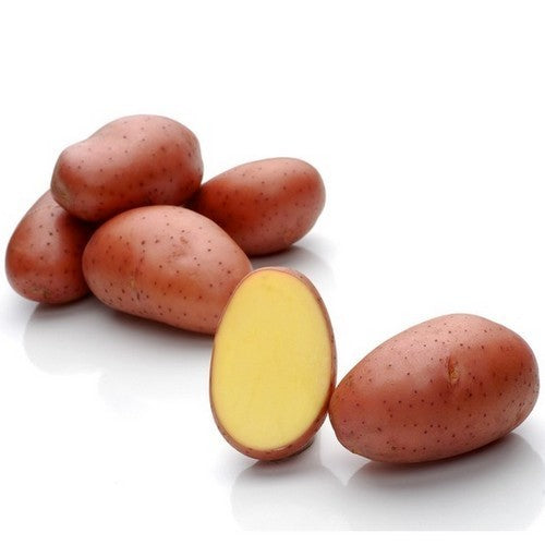 Aardappels 'Red Scarlett' / Red Scarlet''