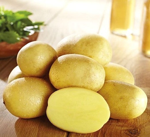 Aardappels 'Glorietta'