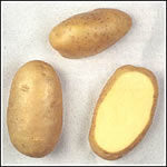 Aardappels 'Agria'