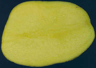 Aardappels 'Agria'
