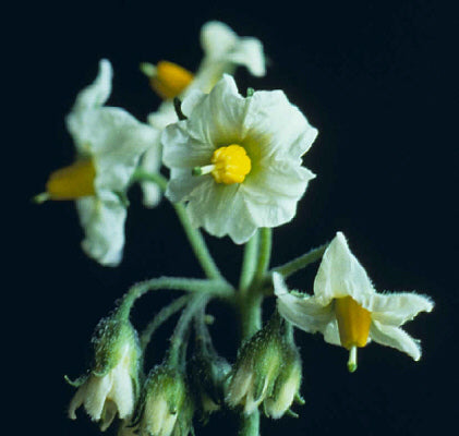 Aardappels 'Agria'
