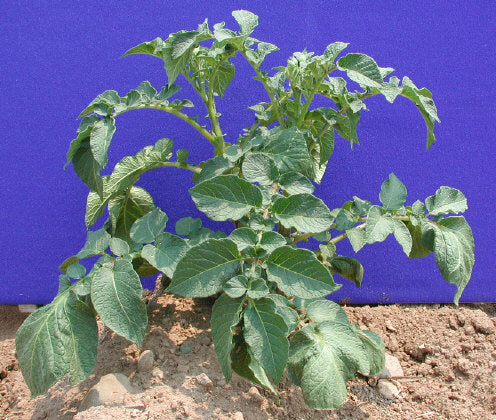 Aardappels 'Agria'