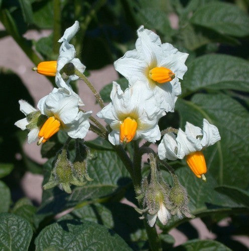 Aardappels 'Agria'