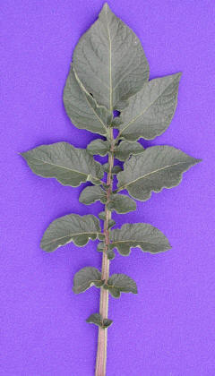 Aardappels 'Agria'