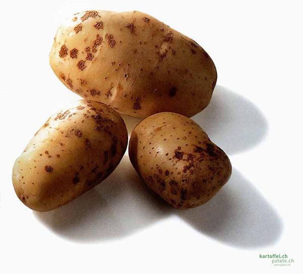 Aardappels 'Bintje'
