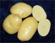 Aardappels 'Bintje'