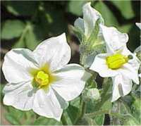Aardappels 'Bintje'