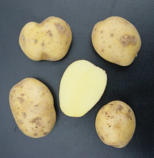 Aardappels 'Bintje'