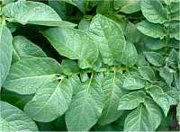 Aardappels 'Bintje'