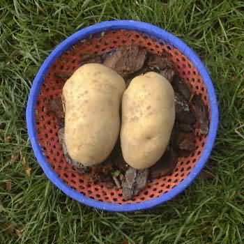 Aardappels 'Bintje'