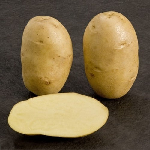 Potatoes 'Oscar' / 'BIM 13-678-01'