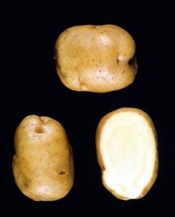 Aardappels 'Eigenheimer'