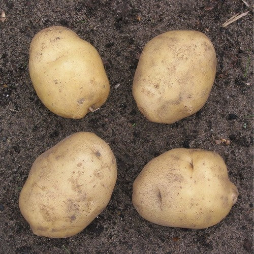 Aardappels 'Parel'