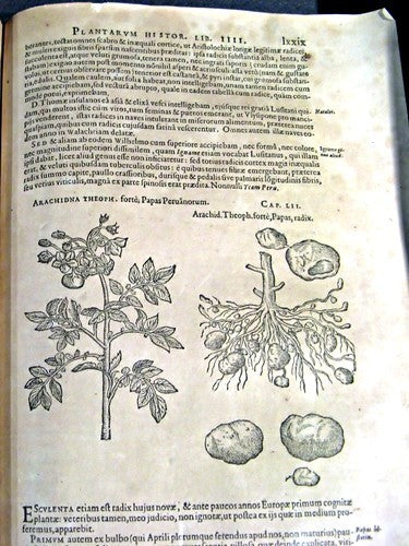 Aardappels 'Carolus'