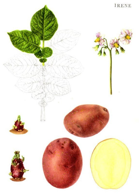 Aardappels 'Irene'