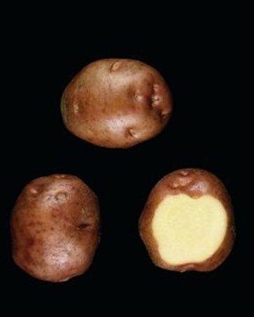 Aardappels 'Irene'