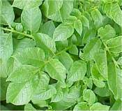 Aardappels 'Nicola'