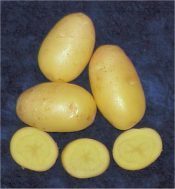 Aardappels 'Nicola'