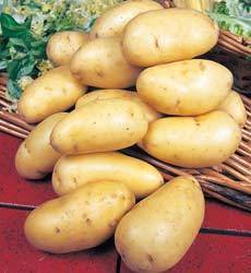 Aardappels 'Nicola'