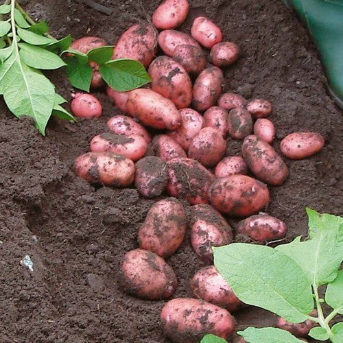 Aardappels 'Sarpo Mira'